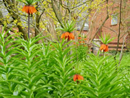 07_saukes_krone_544_k