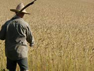 R&ST_kornfeld_Pi_386_k