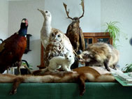 micha_tierschau_705_k